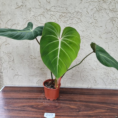 #207 Philodendron Gloriosum