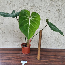 Load image into Gallery viewer, #207 Philodendron Gloriosum