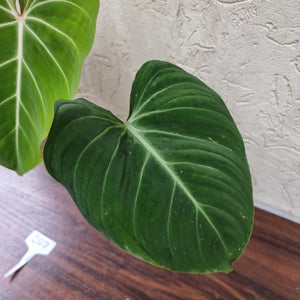 #207 Philodendron Gloriosum