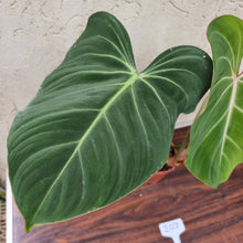 Load image into Gallery viewer, #207 Philodendron Gloriosum