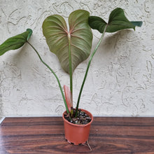 Load image into Gallery viewer, #207 Philodendron Gloriosum