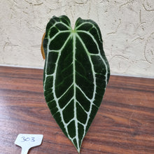 Load image into Gallery viewer, #303 Dark Anthurium Crystallinum x