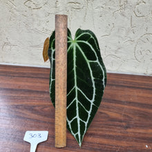 Load image into Gallery viewer, #303 Dark Anthurium Crystallinum x