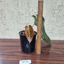 Load image into Gallery viewer, #303 Dark Anthurium Crystallinum x