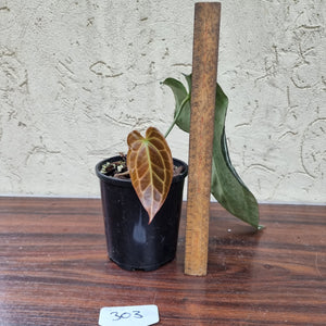 #303 Dark Anthurium Crystallinum x