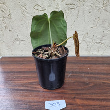 Load image into Gallery viewer, #303 Dark Anthurium Crystallinum x