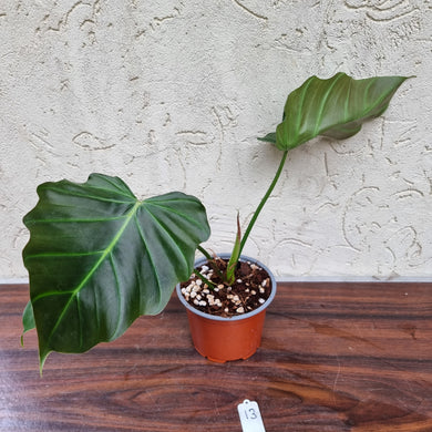 #13 Philodendron Corsinianum / 'Bronze Shield'