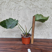 Load image into Gallery viewer, #13 Philodendron Corsinianum / &#39;Bronze Shield&#39;