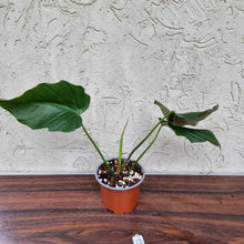 Load image into Gallery viewer, #13 Philodendron Corsinianum / &#39;Bronze Shield&#39;