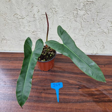 Load image into Gallery viewer, #205 Philodendron Atabapoense