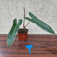 Load image into Gallery viewer, #205 Philodendron Atabapoense