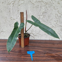 Load image into Gallery viewer, #205 Philodendron Atabapoense