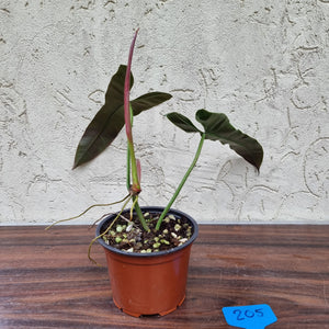 #205 Philodendron Atabapoense