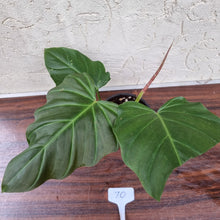 Load image into Gallery viewer, #70 Philodendron Corsinianum / &#39;Bronze Shield&#39;