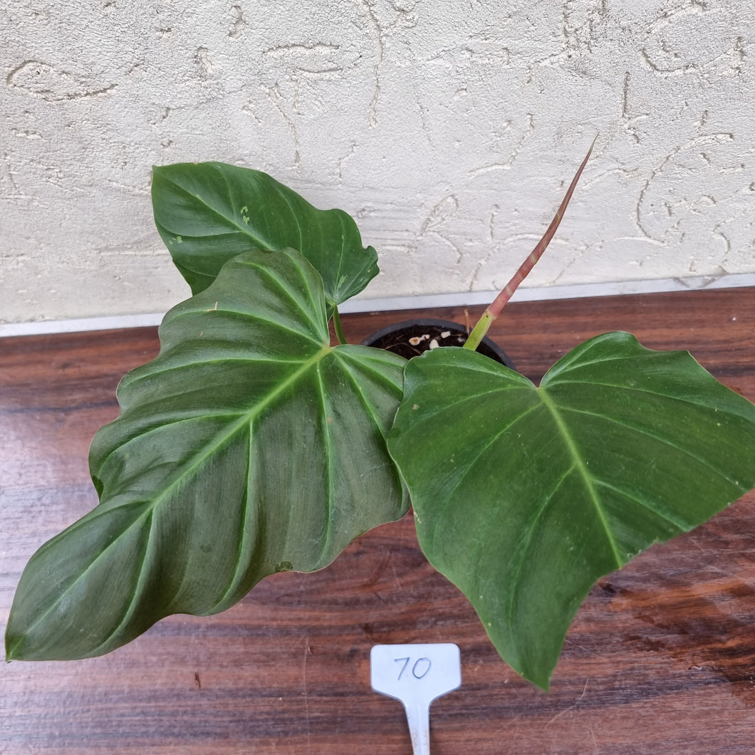 #70 Philodendron Corsinianum / 'Bronze Shield'