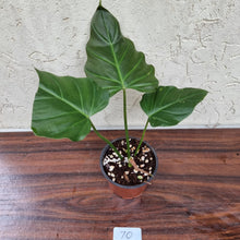 Load image into Gallery viewer, #70 Philodendron Corsinianum / &#39;Bronze Shield&#39;