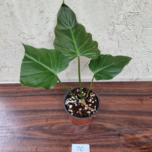 #70 Philodendron Corsinianum / 'Bronze Shield'