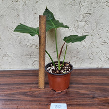 Load image into Gallery viewer, #70 Philodendron Corsinianum / &#39;Bronze Shield&#39;