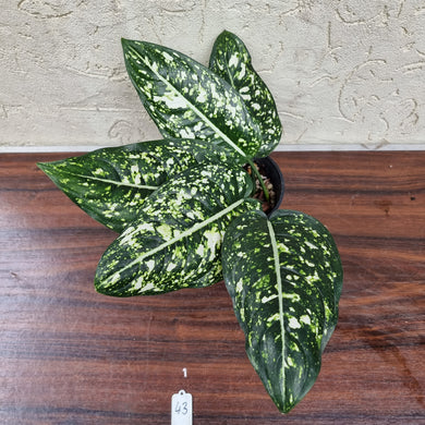 #43 Aglaonema Galaxy