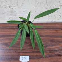 Load image into Gallery viewer, #30 Anthurium Pallidiflorum - Multiple heads