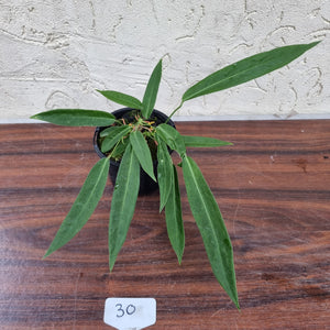 #30 Anthurium Pallidiflorum - Multiple heads