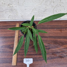 Load image into Gallery viewer, #30 Anthurium Pallidiflorum - Multiple heads