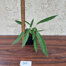 Load image into Gallery viewer, #30 Anthurium Pallidiflorum - Multiple heads