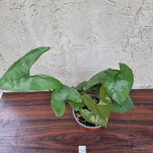 Load image into Gallery viewer, #50 Anthurium Berriozabalense - 2 x heads