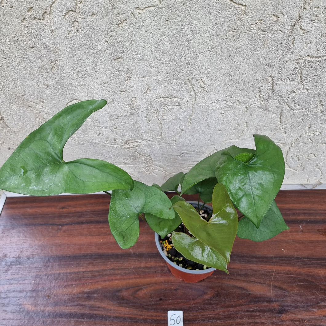 #50 Anthurium Berriozabalense - 2 x heads