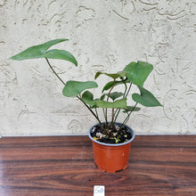 Load image into Gallery viewer, #50 Anthurium Berriozabalense - 2 x heads