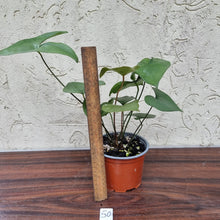 Load image into Gallery viewer, #50 Anthurium Berriozabalense - 2 x heads