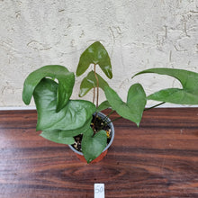 Load image into Gallery viewer, #50 Anthurium Berriozabalense - 2 x heads