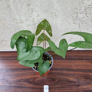 #50 Anthurium Berriozabalense - 2 x heads