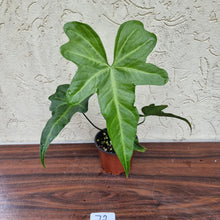 Load image into Gallery viewer, #72 Anthurium Macrolobium