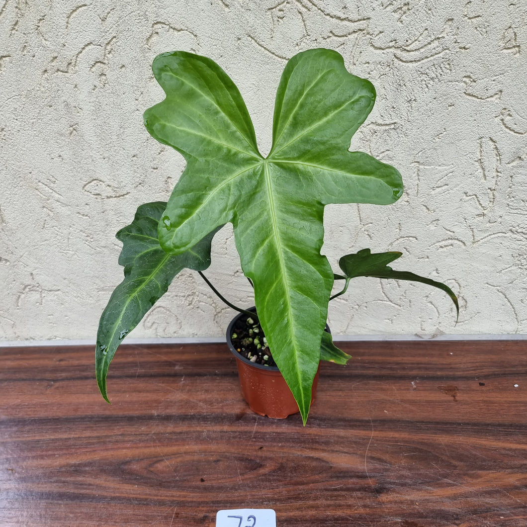 #72 Anthurium Macrolobium