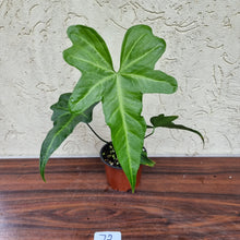Load image into Gallery viewer, #72 Anthurium Macrolobium