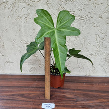 Load image into Gallery viewer, #72 Anthurium Macrolobium