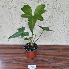 Load image into Gallery viewer, #72 Anthurium Macrolobium