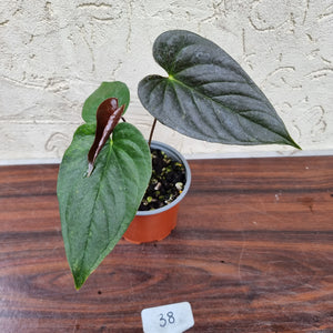 anthurium moodeanum 38 Anthurium Moodeanum – J & S Plant Pickers