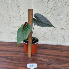 Load image into Gallery viewer, #38 Anthurium Moodeanum