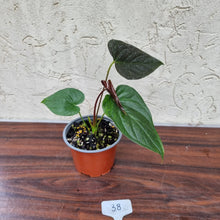 Load image into Gallery viewer, #38 Anthurium Moodeanum