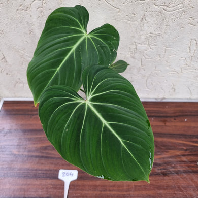 #204 Philodendron Gloriosum