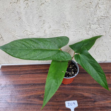 Load image into Gallery viewer, #209 Anthurium NOID