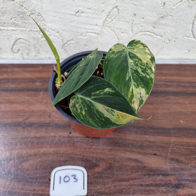 #103 Variegated Philodendron Hederaceum var. Hederaceum (Micans)