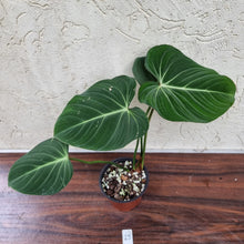 Load image into Gallery viewer, #25 Philodendron Gloriosum