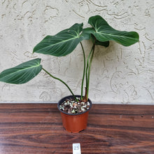 Load image into Gallery viewer, #25 Philodendron Gloriosum