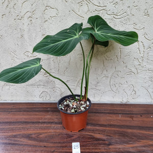 #25 Philodendron Gloriosum