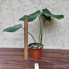 Load image into Gallery viewer, #25 Philodendron Gloriosum