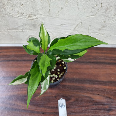 #46 Aglaonema Modestum Medio Pictum / Shingii