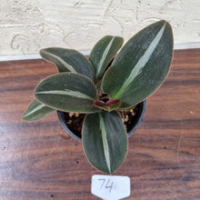 Load image into Gallery viewer, #74 Siderasis Fuscata